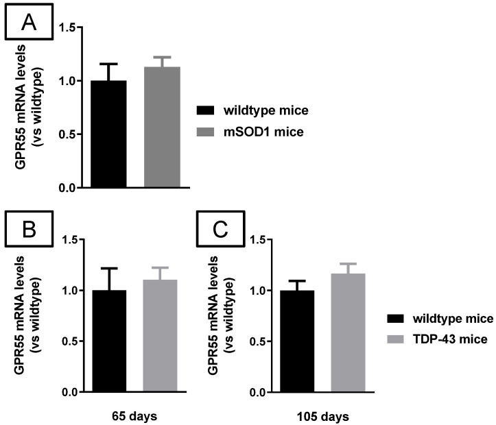 mRNA levels for GPR55 measured by qPCR in the spinal cord of male mSOD1 (at 123 days of age; (A)) or TDP-43 (at 65 (B) and 105 (C) days of age) transgenic mice, and their corresponding wild-type mice. GAPDH was used as an endogenous reference gene for data normalization. Values correspond to fold change vs. controls and are expressed as means ± SEM of more than 5 animals per group. Data were assessed by the unpaired Student’s t-test.