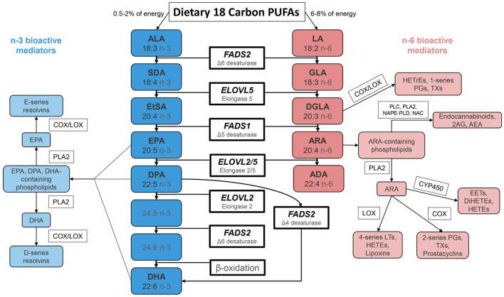 Biosynthesis of n-3 and n-6 Highly Unsaturated Fatty Acids and Lipid Signaling Products. N-6 and n-3 HUFA are synthesized from dietary intake of essential fatty acids ALA and LA, respectively, through a series of enzymatic desaturation (FADS2 and FADS1) and elongation (ELOVL2 and ELOVL5) steps. This pathway gives rise to primary n-3 HUFA and n-6 HUFA such as EPA, DPA, DHA and ARA. These LC-PUFA (as free fatty acids or complex lipids) and lipid signaling metabolites impact a wide range of physiologic and pathophysiologic processes. FADS 1/2, fatty acid desaturase 1/2; ELOVL 2/5, fatty acid elongase 2/5; ALA, α-linolenic acid; SDA, stearidonic acid; EtSA, eicosatetraenoic acid; EPA, eicosapentaenoic acid; DPA, docosapentaenoic acid; DHA, docosahexaenoic acid; LA, linoleic acid; GLA, γ-linolenic acid; DGLA, dihomo-γ-linolenic acid; ARA, arachidonic acid; ADA, adrenic acid; PG, prostaglandin; TX, thromboxane; LT, leukotriene; HEPE, hydroxyeicosapentaenoic acid; HETrE, hydroxyeicosatrienoic acid, HETE, hydroxyeicosatetraenoic acid; DiHETE, dihydroxyeicosatetraenoic acid; EET, epoxyeicosatetraenoic acid; 2AG, 2-arachidonoylglycerol; AEA, arachidonoyl ethanolamide/anandamide.