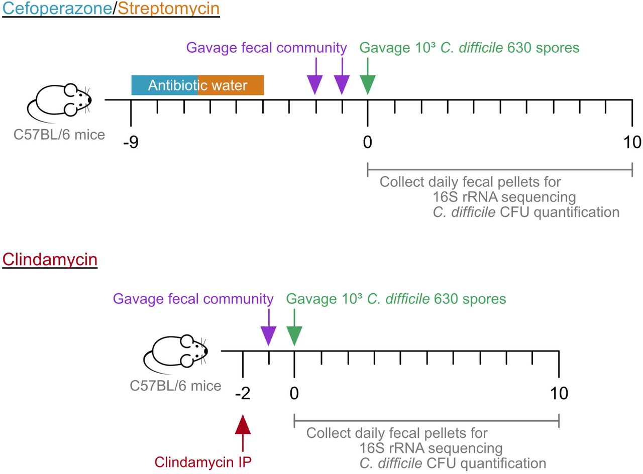 Mouse experiment timeline.Mice were given water with cefoperazone (0.5 mg/ml) or streptomycin (5 mg/ml) for 5 days. The mice were returned to untreated water for the remainder of the experiment. Two days after the antibiotic water was removed, mice were orally gavaged 100 μl of PBS or fecal community, once a day for two days. The following day, the mice were challenged with 103 C. difficile 630 spores. Alternatively, mice were given an intraperitoneal injection of clindamycin (10 mg/kg) 2 days prior to C. difficile infection. 24 hours later, mice were orally gavaged with 100 μl of PBS or fecal community. The following day, the mice were challenged with 103 C. difficile 630 spores. Fecal pellets were collected prior to treatment (day −9 for cefoperazone/streptomycin, day −2 for clindamycin), cessation of antibiotics (day −2 for cefoperazone/streptomycin, day −1 for clindamycin), prior to C. difficile infection (day 0), and each of the following 10 days.