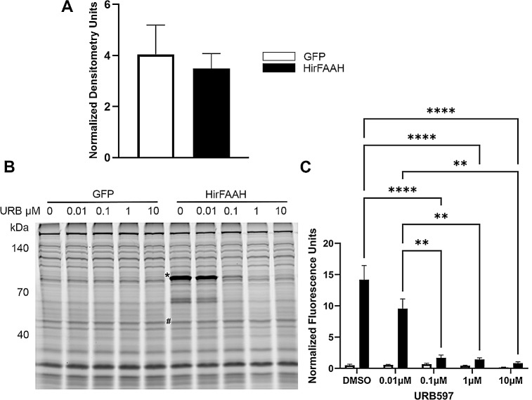 Serine hydrolase activity of HirFAAH. (a) Relative expression of GFP and HirFAAH in membrane fractions based on the quantification of the GFP protein band normalized to the loading control alpha tubulin. (b) Representative fluorescent image of TAMRA-FP™ labeled membrane fractions from GFP- and HirFAAH-expressing cells. An asterisk (*) notes serine hydrolase activity at a molecular weight (83 kDa) consistent with FAAH that is not present in the GFP samples. Both GFP- and HirFAAH-containing samples were treated with increasing concetrations of URB597, which decreased serine hydrolase activity at the 83 kDa band. (C) Quantitation of serine hydrolase activity with increasing concentrations of URB597 was measured in the HirFAAH band (*) or 83 kDa region in the GFP samples was normalized to the fluorescence signal from the 55 kDa band (#), panel B. Activity is shown as the mean and standard error and signficant decreases in activity were observed at 0.1, 1, and 10 µM URB (****P < 0.0001 and ** P < 0.01)