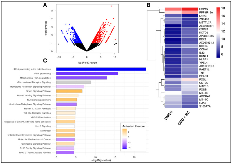 Transcriptomic profiling of CBC + BC treatment in MDA-MB-468 TNBC. (A) Volcano plot depicting significantly 391 upregulated (red) and 349 downregulated (blue) genes in CBC + BC-treated MDA-MB-468 cells compared with DMSO. (B) Heatmap of the top 30 DEGs (p < 0.05; log2 fold change ≥ 1 or ≤−1) after 24 h CBC + BC treatment (IC50). Genes are hierarchically clustered and color-scaled by rlog-transformed expression. (C) Canonical pathway enrichment analysis (IPA) highlighting key pathways altered by the combination treatment, ranked by −log10 (p-value) and colored by activation z-score.