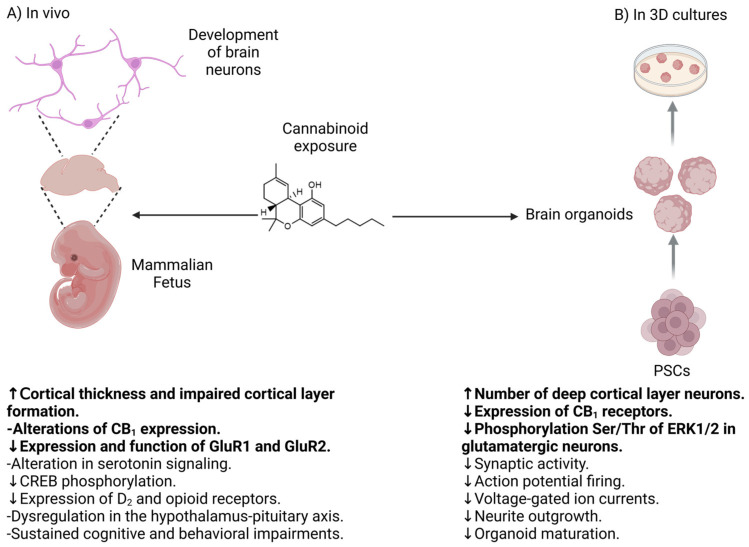 Similarities in the effect of Δ9-THC and other cannabinoids on neurodevelopment using in vivo models and organoids (sentences in bold), as well as other findings identified in both models. (A) In vivo model and (B) in vitro model with organoids. Created with Biorender.com.