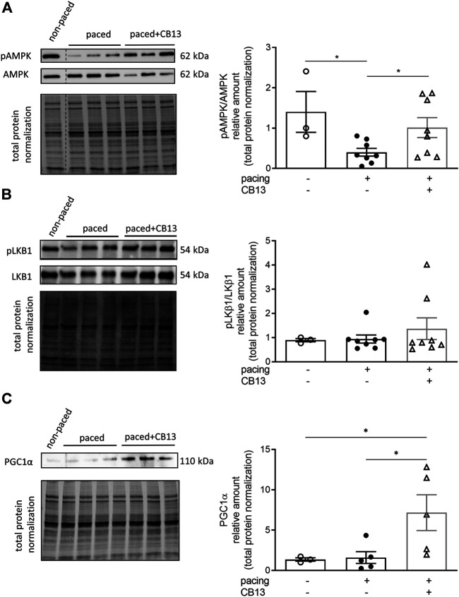 Tachypacing induced reduction of phosphorylated AMPK, while CB13 treatment abrogated tachypacing effects and increased PGC1α signaling. (A) Tachypacing for 1.5 h significantly reduced pAMPK compared to non-paced atrial tissue, while CB13 perfusion during tachypacing rescued pAMPK. (B) pLKB1 levels did not change between groups. (C) Protein expression levels of PGC1α were unaltered in both non-paced and tachypaced atrium whereas CB13 perfusion during tachypacing significantly upregulated PGC1α. *p ≤ 0.05. n = 3–8. Data presented as mean ± SEM. Data was tested for normality using Shapiro-Wilk normality test. Accordingly, statistical analysis was performed by one-way ANOVA with Holm-Sidak post-hoc for multiple comparisons (A, C) and by Kruskal-Wallis with Dunn’s post-hoc for multiple comparisons (B).