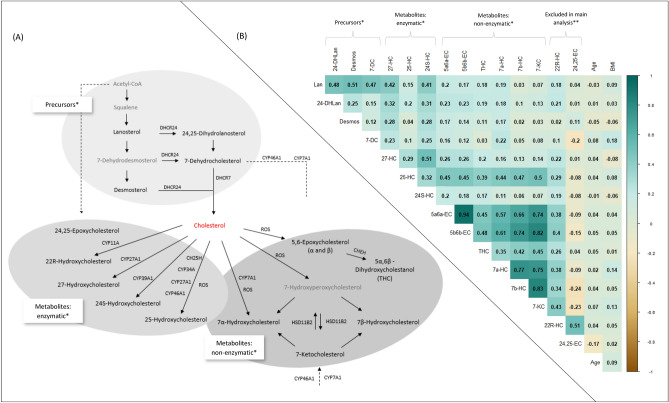 Metabolic pathways and correlations of oxysterols. (A) Metabolic pathways of oxysterols. Metabolic pathways of oxysterols and corresponding enzymes or reactive oxygen species (ROS). Grey color indicates oxysterols that were not measured in our study (needed for completeness of this figure). *Please note that these are not fixed subgroups, but created with the purpose of providing a better overview of the results. Adapted from1,16–19 (B) Correlation matrix of circulating oxysterols: MARIE patient cohort. Spearman partial correlation coefficients, adjusted for age and center; using imputed, log2-transformed values. n = 2269, except 7-DC (n = 2209), 24-DHLan (n = 1019), 22R-HC (n = 263), 24,25-EC (n = 86). Abbreviations: 24S-HC = 24S-hydroxycholesterol; 7a-HC = 7α-hydroxycholesterol; 7b-HC = 7β-hydroxycholesterol; ; 7-KC = 7-ketocholesterol; 5a6a-EC = 5α,6α-epoxycholesterol; 5b6b-EC = 5β,6β-epoxycholesterol; THC = 5α,6β-dihydroxycholestanol; 7-DC = 7-dehydrocholesterol; Lan = lanosterol; 24-DHLan = 24,25-dihydrolanosterol; Desmos = desmosterol; 22R-HC = 22R- hydroxycholesterol; 24,25-EC = 24,25-epoxycholesterol; BMI = body mass index. *Please not that these are not fixed subgroups, but created with the purpose of providing a better overview of the results. **22R-HC and 24,25-EC are excluded from cross-sectional analyses due to high amount of values below LOD. Adapted from10.