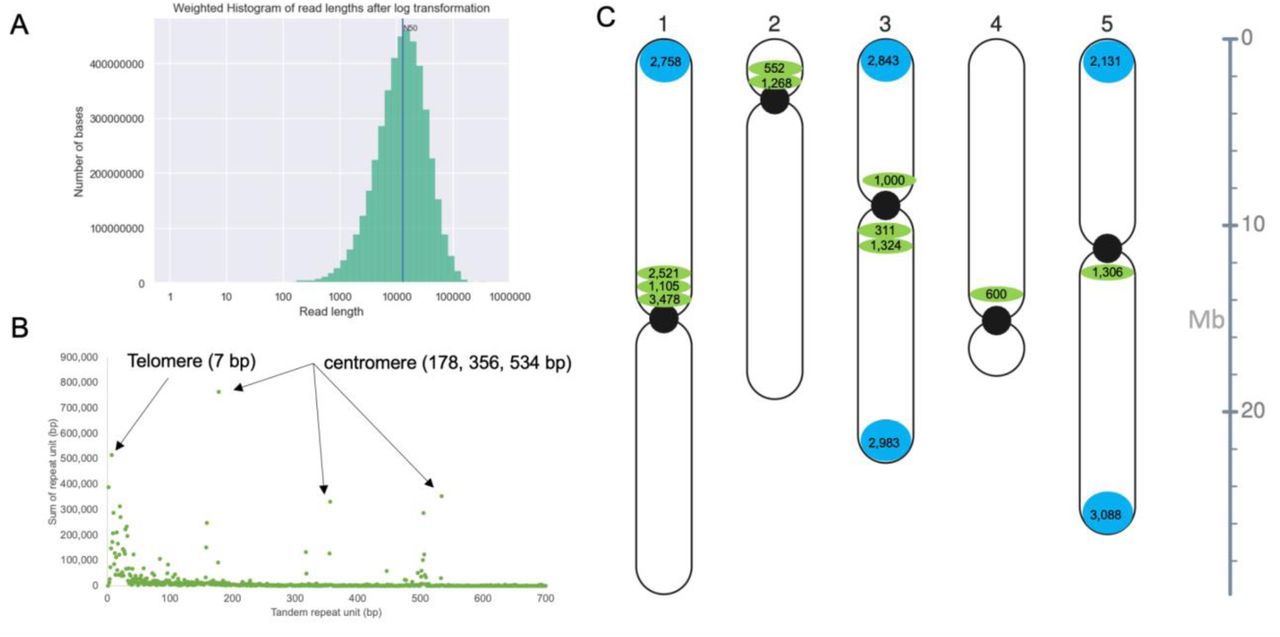 Long reads and long read assemblies enable the estimation of telomere length by chromosome in Arabidopsis.A) Weighted log transform histogram of ONT R10 read lengths with the read N50 length (12 kb) indicated. B) Telomere and centromere arrays identified using tandem repeat finder (TRF) and plotted by summed length. The telomere is part of the 7 bp repeat cluster, while the active centromere is at 178 bp with higher order repeats (HOR) at 356 and 534 bp. C) Arabidopsis chromosomes with the 178 bp centromeres (black circles), terminal telomeres (blue circles; >80% identity) and internal telomere sequence (green circles; <80% identity).