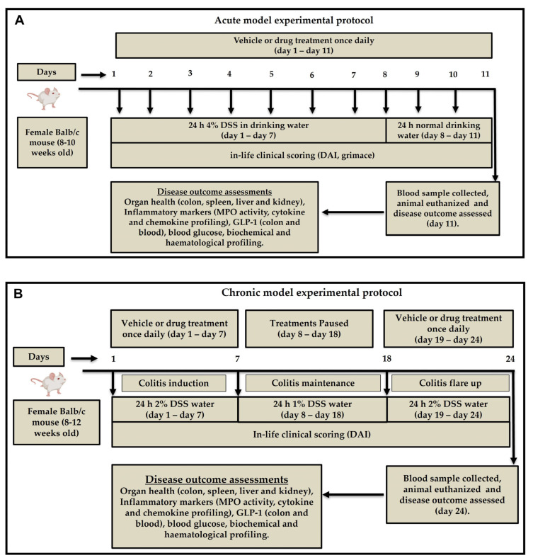Experimental protocols for acute and chronic colitis models. (A) The acute model involved daily administration of vehicle or drug from days 1 to 11, with colitis induced by 4% dextran sulfate sodium (DSS) in drinking water from days 1 to 7, followed by 24 h of recovery. Disease activity was monitored via clinical scoring, and samples were collected on day 11. (B) The chronic model included three cycles of colitis induction using 2% DSS (flare) and 1% DSS (maintenance), with treatments administered on days 1–7 and 19–24. Clinical scoring was conducted throughout, and animals were euthanized on day 24 for outcome assessments. DAI—disease activity index; DSS—dextran sulfate sodium; GLP-1—glucagon-like peptide-1; MPO—myeloperoxidase.