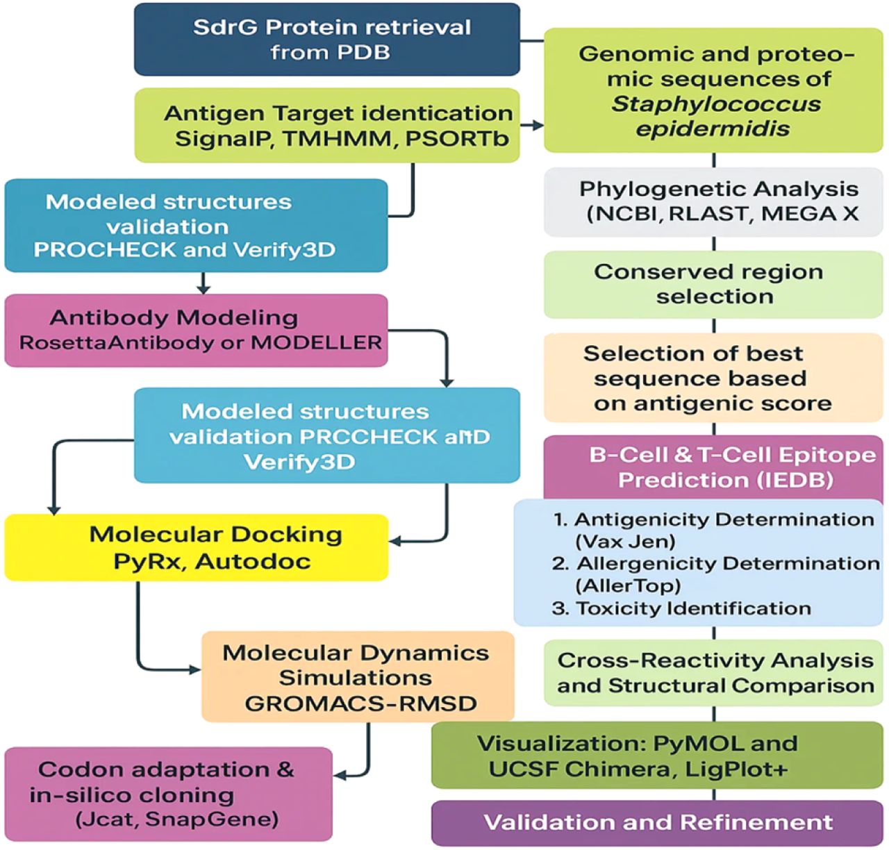 Workflow of in-silico vaccine design against S. epidermidis
