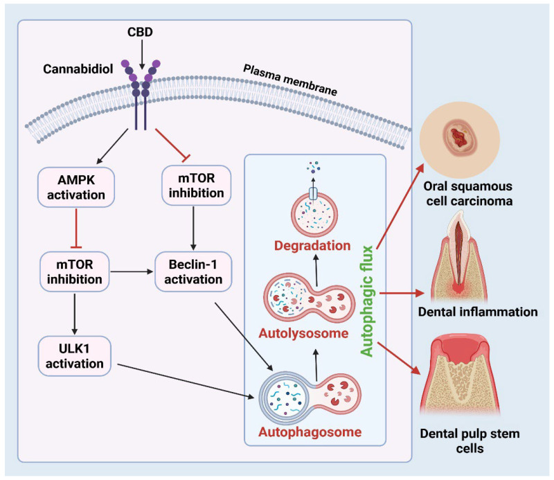 Mechanistic Overview of Cannabinoid-Induced Autophagy in Oral Cells. The molecular mechanism for the regulation of autophagy by cannabidiol (CBD), a representative phytocannabinoid, in oral cells. In response to a binding cannabinoid receptor on the cell plasma membrane, CBD stimulates the activation of AMP-activated protein kinase (AMPK) and concurrently inhibits the mechanistic target of rapamycin (mTOR), a critical negative regulator of autophagy. AMPK further inhibits mTOR and activates the Unc-51 Like Autophagy Activating Kinase 1 (ULK1), leading to autophagosome formation, while mTOR inhibition causes Beclin-1 activation, driving autophagosomal membrane nucleation. These events lead to autophagic flux progression, starting with autophagosome formation, autophagosome-lysosome fusion, forming autolysosomes, and ending with cytoplasmic degradation. Arrows indicate the proposed functional outcome of cannabinoid-triggered autophagy in three different oral diseases: (1) oral squamous cell carcinoma (OSCC) inhibition via autophagy-dependent cell death, (2) the resolution of dental inflammation through immunomodulation and clearance of damaged cellular components, and (3) the promotion of dental pulp stem cells (DPSCs) survival and differentiation under oxidative stress. The red block is inhibitory, while regular arrows show progressing pathway. Figure was created in BioRender by Rahman, M. (2025), Agreement number: FP28Z92637: https://BioRender.com.