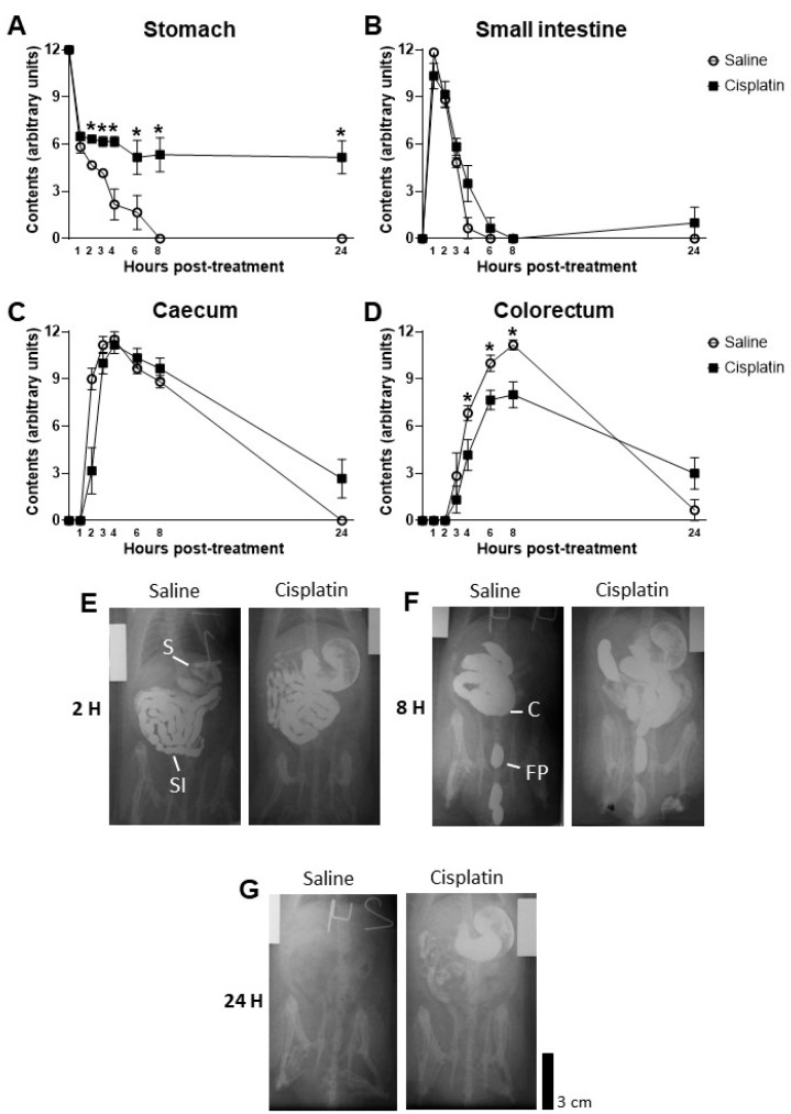 Radiographic analysis of gastrointestinal motility 1, 2, 3, 4, 6, 8, and 24 h after treatment with saline (n = 6) or a single dose of cisplatin (i.p., 5 mg/kg; n = 6) in the stomach (A), small intestine (B), caecum (C), and colorectum (D) in male Wistar rats. Contents, in arbitrary units, are expressed as Mean ± SEM of saline- vs. cisplatin-treated animals. Statistical significance set at p < 0.05. Repeated measures ANOVA followed by a t-test or Kruskal–Wallis in each time-point: * significant difference. Representative X-rays of rats treated either with saline or a single dose of cisplatin (i.p., 5 mg/kg) at time-point 2 h (E), 8 h (F), and 24 h (G); scale bar: 3 cm. S: stomach; SI: small intestine; C: caecum; FP: faecal pellet (in colorectum).