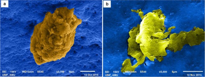 Scanning electronic micrographs of hemocytes undergoing apoptosis. Exposure to ZnO NPs induced apoptosis in the hemocytes of silkworm larvae. These micrographs show the hemocytes caught, possibly, in different stages of apoptosis; the early stage (a) characterized by bleb formation and the advanced stage (b) marked by the disruption of cell membranes. The micrographs have been artificially colored to enhance their contrast.