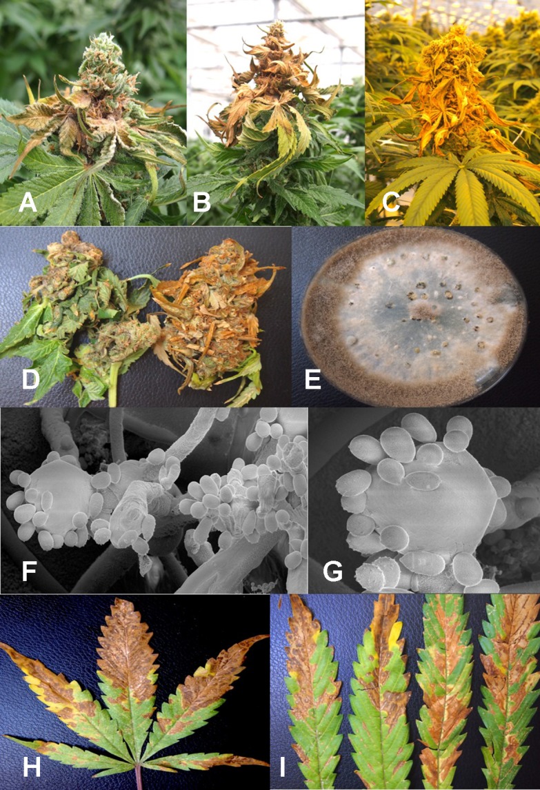 Botrytis bud rot development, caused by Botrytis cinerea, in a greenhouse production facility. (A) Early infection on developing inflorescence, showing browning and decay of leaves and bracts. (B, C) Advanced stages of bud rot, where the entire inflorescence has been destroyed. (D) Close-up of diseased harvested inflorescences, showing development of mycelium within the bud and decay. (E) Colony of B. cinerea recovered from diseased tissues showing prolific sporulation on the edge of the colony and sclerotial development in the center. (F, G) Scanning electron micrographs of conidiophores and conidia of B. cinerea from culture. The points of spore attachment to the conidiophore head can be seen. (H, I) Lesions on cannabis leaves resulting from spore deposition of B. cinerea from infected inflorescences to cause individual spots that enlarged into necrotic lesions.