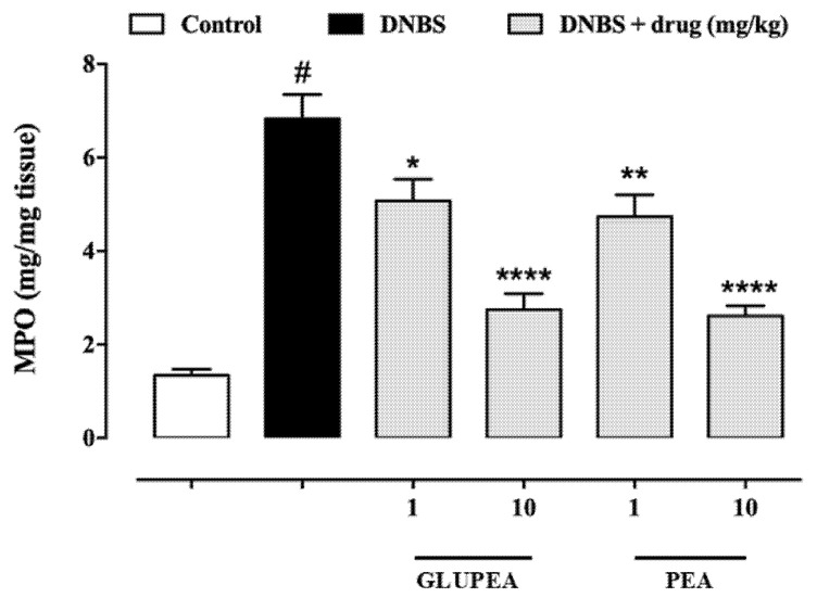 Effect of GLUPEA on the MPO activity in DNBS-induced colitis in mice. MPO activity was measured on colonic tissues 3 days after vehicle or DNBS injection. PEA-um (1–10 mg kg−1), or GLUPEA (1–10 mg kg−1) was administered by oral gavage once a day for three consecutive days starting 24 h after the inflammatory insult. Data are the mean + s.e.m. of a single experiment, with 15 mice for each experimental group. Statistical analyses were carried out using one-way ANOVA followed by Dunnett’s multiple comparisons test (# p < 0.0001 versus control (i.e., mice without intestinal inflammation); * p < 0.05, ** p < 0.01, **** p < 0.001, versus DNBS).