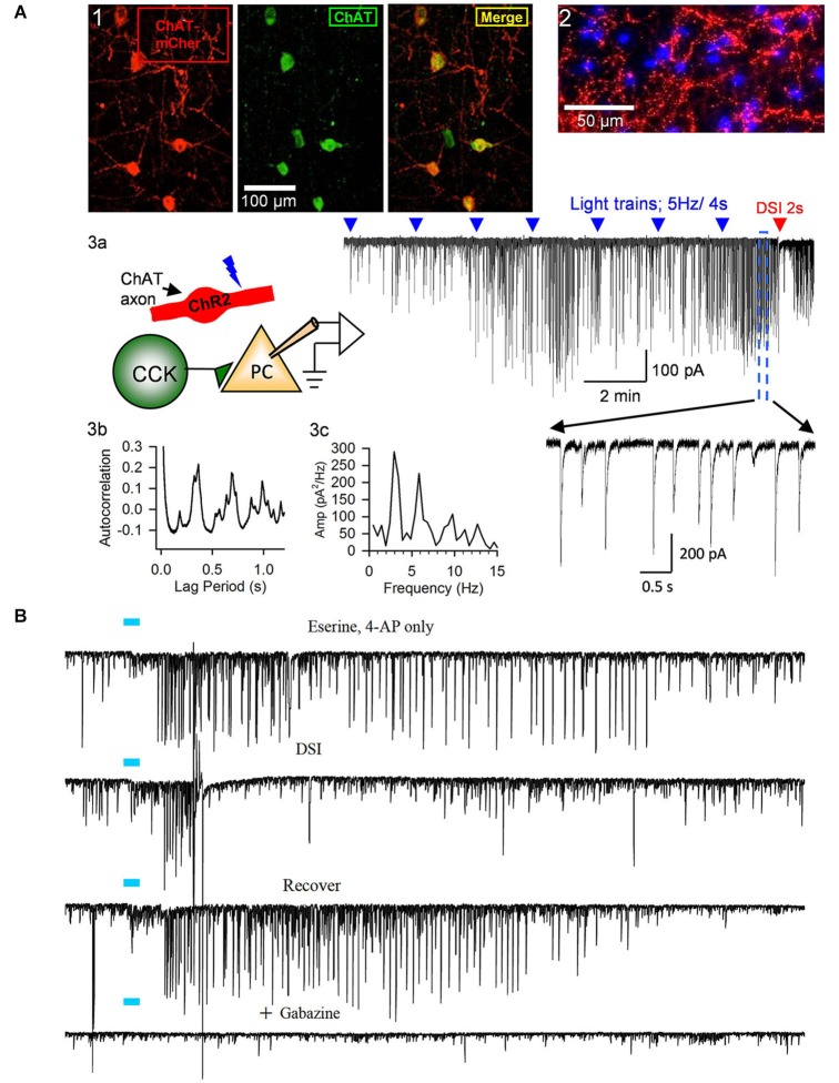 Release of ACh by light-stimulation of ChR2 in ChAT-expressing axons induces bursts of rhythmic IPSCs in the CA1 region of hippocampal slices. (A1) Examples of ChAT-positive cells in MS/DBB expressing ChR2+mCherry following viral injection of AAV (see text) into a ChAT-Cre mouse (from Nagode et al., 2011, with permission), and (A2) ChR2+mCherry axons plus DAPi staining showing cholinergic axons in proximity to cells in CA1. Details of procedures are found in Nagode et al. (2011). (A3) Diagram of experimental setup; light-stimulation of ChR2-expressing axons in CA1 release ACh onto CCK+ interneurons that fire trains of action potentials and thereby induce IPSPs in CA1 PCs. Sample trace to the right shows trains of blue-light pulses (blue triangles) given at 2 min intervals gradually come to induce prolonged bursts of GABAergic IPSCs (downward deflections in the presence of iGluR blockers to prevent EPSC occurrence in experiments shown in this panel; cf. expanded portion, below) in a PC. A 2-s voltage step was given to the PC near the end of the trace (red arrow) to induce DSI, the transient interruption of the IPSCs. (A3b,c) Autocorrelation function and power spectrum of data from this cell illustrate the rhythmic nature of the ACh-induced IPSCs. Neither physostigmine nor 4-AP were used in this experiment. (B) Top trace, light pulse (blue bar) delivered to ChR2-expressing axons in a slice from a ChAT-Cre, AAV-injected mouse induced a burst of large IPSCs in a CA1 PC; second trace, the burst of IPSCs was interrupted during the period of DSI produced by a brief depolarization of the PC; third trace, recovery of the IPSC burst after the DSI trial; fourth trace, application of the GABA-A receptor antagonist, gabazine, blocks all light-induced activity, confirming their identity as IPSCs. Physostigmine, 1 μM, and 4-AP, 20 μM, were present in the bathing solution. Results are typical of numerous experiments. (A2, B) from D.A. Nagode Ph.D. thesis at http://archive.hshsl.umaryland.edu/handle/10713/2315. (A3a–c) is a typical result (c.f. Nagode et al., 2011).