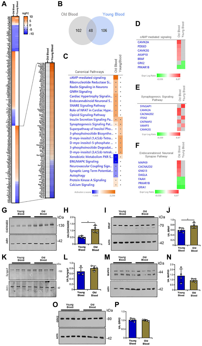 Proteomic analysis of Tg2576 mice infused with blood from old and young wild type mice. (A) Heatmap of quantifiable proteins from the Old Blood and Young Blood groups, showing log fold-change (logFC) in protein expression. (B) Venn diagram of differentially expressed proteins in an Old Blood vs. Young Blood groups comparison. (C) Canonical pathway analysis of differentially expressed proteins, highlighting enriched signaling pathways with activation z-scores. (D–F) Differentially expressed proteins in cAMP-mediated signaling, synaptogenesis signaling, and endocannabinoid neuronal synapse pathways, respectively. Gene names are used. (G, H) Representative western blot image and quantitative analysis of expression of CACNA2D2 in brain homogenates. (I, J) Representative western blot image and quantitative analysis of expression of BRAF in brain homogenates. (K, L) Representative western blot image and quantitative analysis of expression of Syngap1 in brain homogenates. (M, N) Representative western blot image and quantitative analysis of expression of MAPK9 in brain homogenates. (O, P) Representative western blot image and quantitative analysis of expression of GRK2 in brain homogenates. N = 3/group for proteomic analysis, and n = 4/group for protein validation (random mix of males and females; young donor group: 1–2M/2F; old donor group: 1–2M/2F). Data are expressed as mean ± SEM. Data in (H), (J), (L), (N), and (P) were analyzed using Student’s t-test. *p < 0.05.