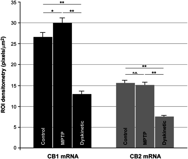 Quantification of CB1R and CB2R mRNA expression levels in control, parkinsonian and dyskinetic monkeys. Histograms show the mean values of the expression levels for each transcript of interest across the experimental groups analyzed. Densitometries were carried out at the single-cell level by counting the number of pixels per μm2 within a given region of interest (ROI). Measurements were taken from a minimum of 80 neurons per monkey. Differences in CB1R mRNA expression levels were statistically significant between control and MPTP-treated animals (p = 0.021), control and dyskinetic monkeys (p < 0.001) and MPTP-treated and dyskinetic (p < 0.001). The mean difference values for CB2R mRNA were statistically significant between control and dyskinetic animals (p < 0.001) and between MPTP and dyskinetic groups (p < 0.001). Differences in CB2R mRNA expression levels between control and MPTP-treated monkeys were not significant (n.s., p = 0.946)