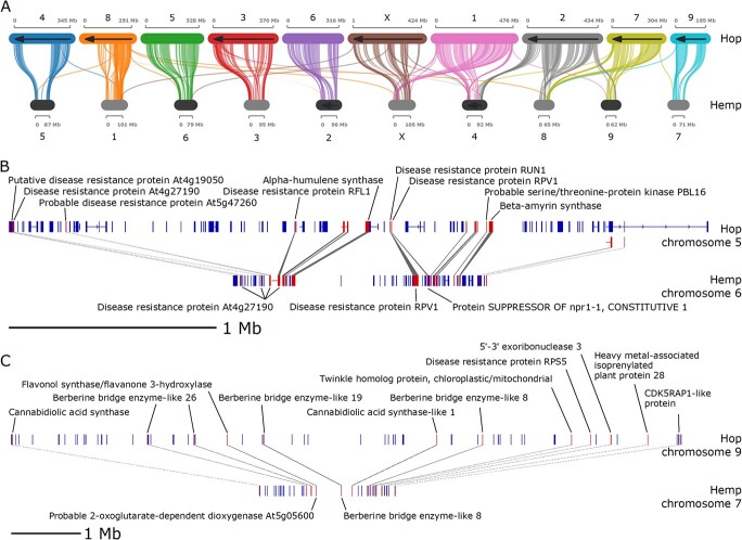 Comparative analysis of hop and hemp syntenic blocks. A) Syntenic blocks shared between the largest 10 scaffolds in the hop genome assembly and the largest 10 scaffolds in the hemp genome assembly. B) Single syntenic block between hop chromosome 5 and hemp chromosome 6 containing putative disease-response-associated genes and one copy of an alpha-humulene synthase. C) Single syntenic block between hop chromosome 9 and hemp chromosome 7 containing putative cannabinoid synthesis pathway genes.
