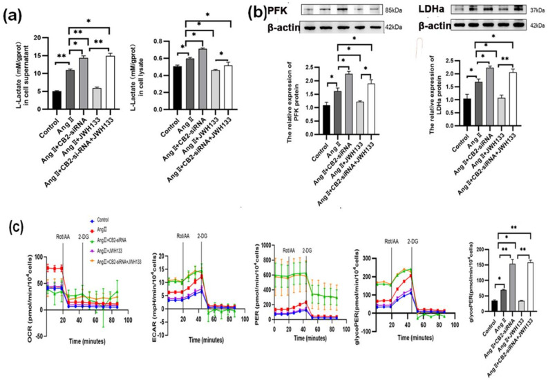 Activation of the CB2 receptor by the agonist JWH133 inhibited AngII-induced aerobic glycolysis augmentation in BV2 cells. (a) JWH133 (100 nM, 48 h) activated the CB2 receptor to inhibit AngII-induced lactic acid content in BV2 cell supernatant and cell lysate; (b) JWH133 activated the CB2 receptor to inhibit the elevation of PFK and LDHa protein in BV2 cells induced by AngII; (c) the activation of the CB2 receptor by JWH133 inhibited the increases in OCR, ECAR, PER, and glycoPER in BV2 cells induced by AngII. The results are expressed as the mean ± SEM (n = 5 times, * p < 0.05, ** p < 0.01). Original blot images can be found in Supplementary File S1.