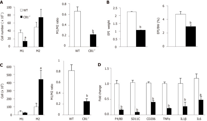 Cannabinoid type 1 receptor-null mice have reduced peritoneal and adipose tissue inflammation. Wild-type (WT) and cannabinoid type 1 receptor-null (CB1-/-) male mice at 8 mo of age. A: Flow cytometry analysis of M1 and M2 in peritoneal macrophages; B: Percentage of epididymal fat depot; C: Flow cytometry analysis of M1 and M2 in epididymal fat; D: Pro-inflammatory cytokines expression in epididymal fat. n = 6-8. aP < 0.05, bP<0.001, WT vs CB1-/- mice.