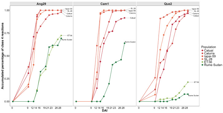 Cumulative percentage of progenitors and control genotypes exhibiting susceptibility (Class 4) to the three isolates of C. kahawae. Ang29: Cumulative percentage of hypocotyls with susceptibility (Class 4) to the isolate of Angola origin. Cam1: Cumulative percentage of hypocotyls with susceptibility (Class 4) to the isolate of Cameroon origin. Que2: Cumulative percentage of hypocotyls with susceptibility (Class 4) to the isolate from Kenya.