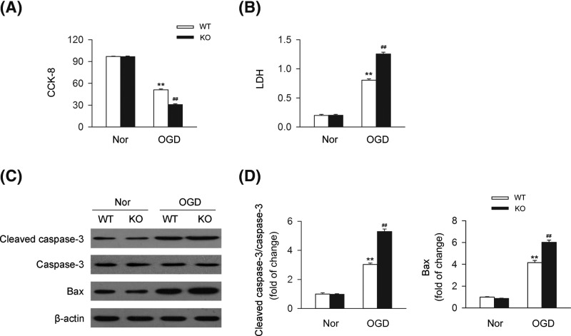 CB2R deficiency leads to the damage of cardiomyocytes under OGDPrimary cardiomyocytes isolated from WT or CB2R KO mice were exposed to OGD for 6 h. (A) Quantitative analysis of cell viability (CCK-8) in primary cardiomyocytes (n=six per group). **P<0.01 versus WT nor; ##P<0.01 versus WT OGD. (B) Quantitative analysis of LDH release in primary cardiomyocytes (n=six per group). **P<0.01 versus WT nor; ##P<0.01 versus WT OGD. (C) Levels of apoptosis-related proteins including cleaved caspase-3, caspase-3, and Bax were detected by western blot. (D) Quantitative analysis of the relative cleaved caspase-3/caspase-3 ratio and Bax expression (n=five per group). **P<0.01 versus WT nor; ##P<0.01 versus WT OGD.Nor, normal.