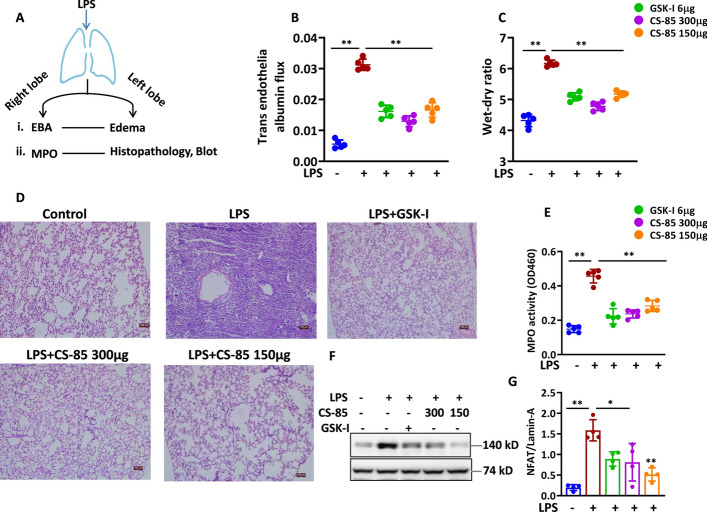 CS-85 maintains lung vascular integrity and reduces pulmonary edema. A Schematic presentation of LPS induced acute lung injury. B, C Mice were treated with CS-85 or GSK-I, endotracheally at indicated doses 60 min prior to exposure of LPS (75 µg/mouse) for 24 h. Then, 30 min before sacrificing the mice, 100 μL/mouse of albumin-tagged Evans blue was injected retro-orbitally. The lung vascular leakage was determined by measuring albumin influx (B), and lung edema was measured by lung wet-to-dry ratio (C) (n = 5). D, E In a separate cohort, mice were treated with CS-85 or GSK-I before being exposed to LPS. Then, 24 h after LPS exposure, the mice were sacrificed, and lungs were harvested. The left lung lobe from the mice was fixed in formalin, sectioned, and stained with hematoxylin and eosin. Representative images (scale bars, 100 µm) are shown (D). The right lung lobes were homogenized, and MPO activity was determined (E) (n = 5). F Alveolar macrophages were harvested by BAL 24 h after LPS treatment. The cytoplasmic and nuclear fractions were extracted by cytoplasmic fractionation and RIPA lysis buffer, respectively. Nuclear NFAT1 levels were analyzed by immunoblotting. A representative blot is shown (n = 4). G The graph shows densitometry analysis of NFAT1 of four independent experiments. The data are presented as mean ± SD or data points from individual mice. **p < 0.001, *p < 0.05 compared with LPS-treated mice