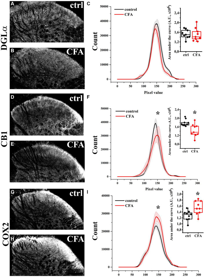 Immunohistochemical localization and its histogram profile of DGL-α, CB1 and COX-2 in control and CFA-treated animals. Following a CFA treatment, DGL-α immunostaining showed an unaltered intensity in the SDH of mice (A–C). CFA decreased CB1 (D–F) but increased COX-2 (G–I) expression in the SDH (A–F). n = 9 spinal dorsal horns. Box plot properties: center: median; edges: 25th–75th percentiles; whiskers: extrema; outliers plotted individually. Statistical comparison: Kolmogorov–Smirnov test. Scale bar: 100 μm.