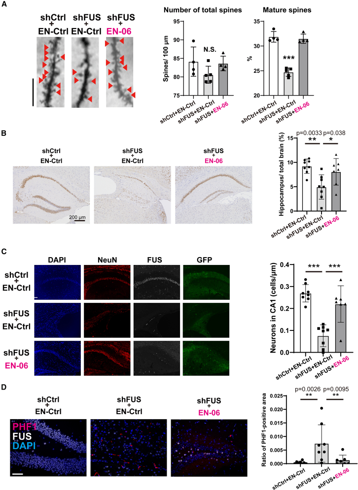 EN-06 restored disease phenotypes in both the early and late disease stages of shFUS mice(A) Administration of EN-06 restored the abnormal dendritic spine morphology caused by FUS silencing that is characteristic of early-stage disease development. Representative images of CA1 pyramidal neuron dendritic segments isolated from the hippocampus of mice treated with AAV expressing shCtrl + EN-Ctrl, shFUS +EN-Ctrl, or shFUS + EN-06 mice (left images; 10 dendrites were assessed using four mice from each treatment group). Mushroom spines are indicated by arrowheads. The spine number was quantified along a 100-μm segment from the origin of the primary apical dendritic branches of Golgi-impregnated CA1 pyramidal neurons. Both total spine abundance (middle graph) and the ratio of mushroom-shaped, mature spines to total spines (right graph) were determined. (B) Representative histopathology images of mice treated with AAV expressing shCtrl + EN-Ctrl, shFUS + EN-Ctrl, or shFUS + EN-06 at 24 months post-injection. Sections were stained with an anti-NeuN antibody. Scale bar, 200 μm. Hippocampal volume was quantitatively determined using NeuN-stained coronal sections of mice treated with AAV expressing shCtrl + EN-Ctrl, shFUS + EN-Ctrl, or shFUS + EN-06 at 24 months post-injection (right graph, n = 8 for shCtrl + EN-Ctrl, n = 8 for shFUS + EN-Ctrl, and n = 7 for shFUS + EN-06; one-way ANOVA; ∗p < 0.05, ∗∗p < 0.01). (C) Representative immunofluorescent images of the CA1 sector from the hippocampus of mice treated with AAV expressing shCtrl + EN-Ctrl, shFUS + EN-Ctrl, or shFUS + EN-06 at 24 months post-injection. Sections were stained with anti-NeuN, anti-FUS, and anti-GFP antibodies. Scale bar, 50 μm (left images). For quantification of neuronal loss in the hippocampus, the number of NeuN-stained cells in the CA1 sector of the hippocampus was determined (right graph, n = 8 for shCtrl + EN-Ctrl, n = 8 for shFUS + EN-Ctrl, and n = 7 for shFUS + EN-06; one-way ANOVA; ∗∗∗p < 0.001). Data are mean ± SD. (D) To assess the degree of tau phosphorylation in the hippocampus, immunofluorescent imaging was done with a PHF1 antibody using the sections shown in (C). Representative immunofluorescent images of the hippocampus from mice treated with AAV expressing shCtrl + EN-Ctrl, shFUS + EN-Ctrl, or shFUS + EN-06 at 24 months post-injection. Sections were stained with PHF1 and anti-FUS antibodies. Scale bar, 50 μm (left images). The PHF1 positive area in the hippocampus was quantified (right graph, n = 8 for shCtrl + EN-Ctrl, n = 8 for shFUS + EN-Ctrl, and n = 7 for shFUS + EN-06; ∗p < 0.05, ∗∗p < 0.01, ∗∗∗p < 0.001). N.S. denotes not significant. Data are mean ± SD.