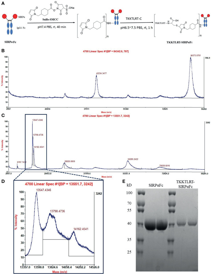 CBD–SIRPαFc conjugate was synthesized and identified. (A) Polypeptide “TKKTLRT” conjugates to human SIRPαFc fusion protein with its designed cysteine terminal and a linker Sulfo-SMCC through a two-step reaction. (B) The exact molecular weight of SIRPαFc was detected in MALDI-TOF-MS. SIRPαFc weighted 84,373 D and tended to be ionized with two charges, which represented a half mass-to-charge ratio weighting about 42,234 D (data representative of 2 replicates). (C) CBD–SIRPαFc was ionized into multiple-charged ions with three (m-z ratio about 28,000), six (m-z ratio about 14,000), or twelve (m-z ratio about 7,000) charges, while some molecules may share charges and represented a non-integral mass-to-charge ratio such as two-thirds (about 56,000) and five-sixths (about 70,000) of the single charge ion (data representative of 2 replicates). (D) The main peak (m-z ratio about 14,000) in the CBD–SIRPαFc spectrogram was divided into three sub-peaks. There was a difference of about one-sixth of the total weight of one molecule of Sulfo-SMCC and one molecule of polypeptide “TKKTLRTC” (about 300 D) between each sub-peaks, indicating that one or two molecules of the CBD polypeptide had conjugated to one molecule of SIRPαFc. (E) Protein bands were shown in reductive SDS-PAGE (two replicates). SIRPαFc was just below 40 kD. CBD–SIRPαFc showed a simple band at 40 kD above the SIRPαFc band.