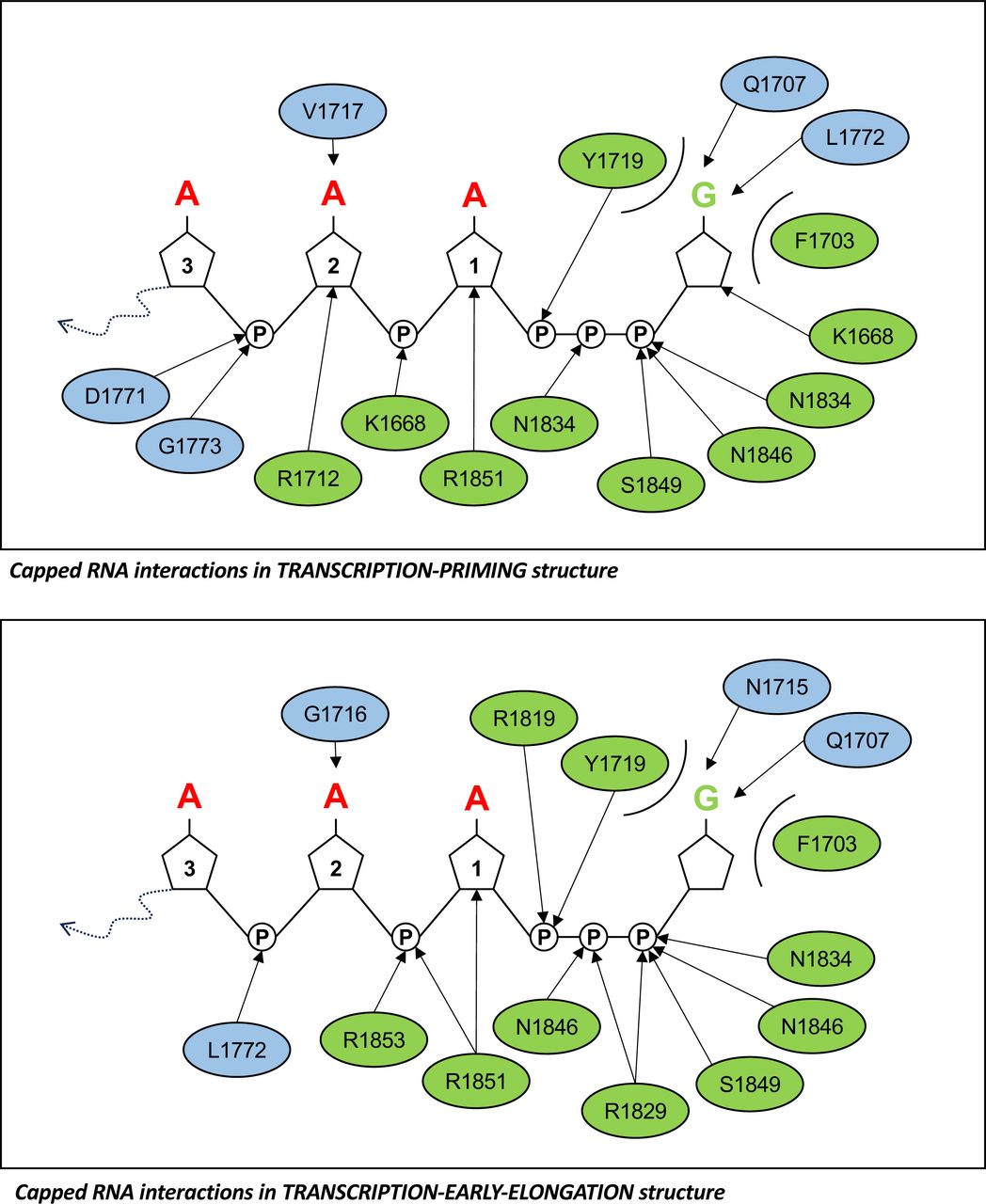 Capped RNA interaction map.A schematic overview of all interactions between SFTSV L protein residues and bound capped RNA is shown. Mainchain interactors are coloured blue, whereas sidechain interactors are coloured green.
