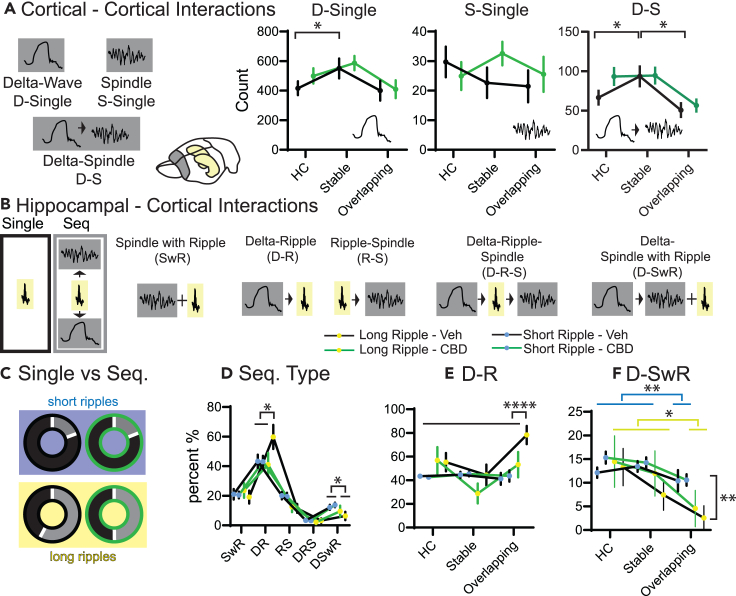 Oscillation interactions(A) Cortical interactions. Oscillations can be single delta (D) or spindle (S) waves, or coupled delta-spindle events (D-S). Counts of events shown for three different conditions home cage (HC), Stable and Overlapping (each rmANOVA with condition and treatment, D-single condition F2,62 = 3.9 p = 0.026 other p > 0.2, S-Single all p > 0.13, D-S condition F2,62 = 6.2 p = 0.0034, treatment F2,62 = 3.4 p = 0.076, interaction p = 0.29, orthogonal comparison run only for condition collapsing treatment).(B) shows different types of oscillatory coupling.(C) Fraction of short (top blue background) and long (bottom yellow background) that are part of sequences (gray) or occur alone (black). Left vehicle (black edge), right CBD (green edge). There was a significant effect (chi-square 534.2 p < 0.0001).(D) Fraction of coupled long and short ripples spread over the different interaction types (sequence types F4,160 = 77 p < 0.0001, sequence types X ripple types F4,160 = 2.3 p = 0.06, other p > 0.16).(E) As in D fraction of events that are D-R but split for the different conditions (condition F2,204 = 5.2 p = 0.006, ripple type F1,204 = 7.2 p = 0.0081, treatment F1,204 = 3.1 p = 0.08, condition X ripple type F2,204 = 7.4 p = 0.008, ripple type X treatment F1,204 = 3.9 p = 0.05, other p > 0.2).(F) Same for D-SwR (condition F2,204 = 6.5 p = 0.0018, ripple type F1,204 = 5.5 p = 0.019 other p > 0.18). Only in overlapping an increase was seen in vehicles but not CBD. Orthogonal comparisons ∗p < 0.05, ∗∗∗∗<0.0001 n = 4.
