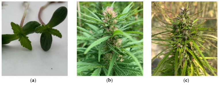 (a) Cannabis samples collected for DNA extraction, molecular cloning and sequencing. (b) CINRO female inflorescence 50 days after onset flowering. (c) Chemotype III dioecious genotype female inflorescence 151 days from sowing.
