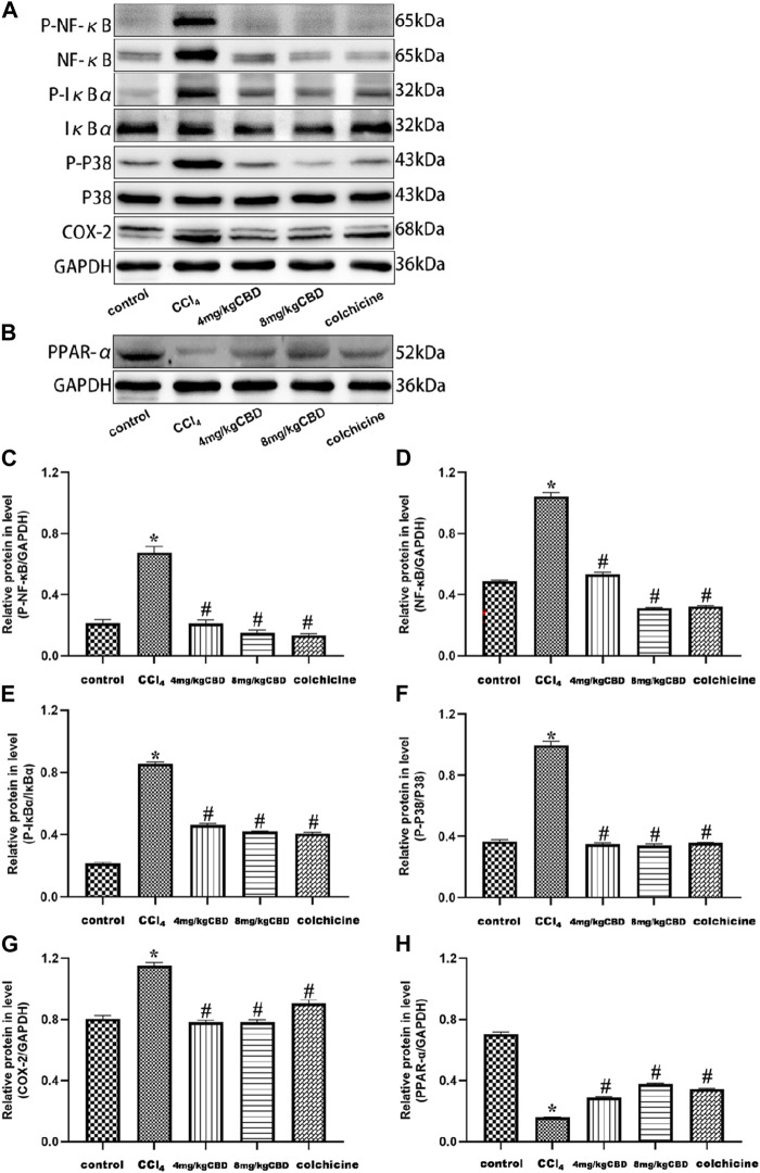 Effects of CBD on NF-κB- and PPAR-α-related proteins in mice with CCl4-induced liver fibrosis. (A,B) The effects of CBD on the protein expression levels of NF-κB, p-NF-κB, p-IκBα, IκBα, p-p38 MAPK, p38 MAPK, COX-2, and PPAR-α were measured by western blotting. (C–H) ImageJ software was used to measure the grey values of the bands. The values represent the means ± SEM (n = 8). * p < 0.05 vs. the control group, # p < 0.05 vs. the CCl4 group, as determined by one-way ANOVA, followed by the LSD multiple comparisons test.