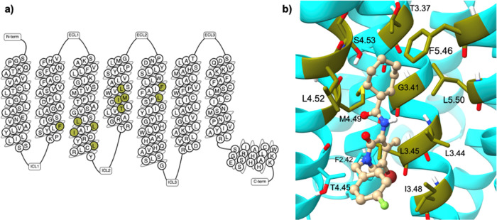 Amino acids residues within the putative allosteric pocket showing interactions between the small-molecule ligand, Ec2la, and the CB2 receptor. (a) Snake-plot of CB2 demonstrating the location of the 11 residues constituting the mutation set interacting with Ec2la, generated using GPCRdb tools.42 (b) Top-scored docking pose of Ec2la (in ball-and-stick representation in beige) in SM2 with the ligand-binding residues shown in olive. CB2 is shown in cyan. Image was generated by UCSF ChimeraX.38