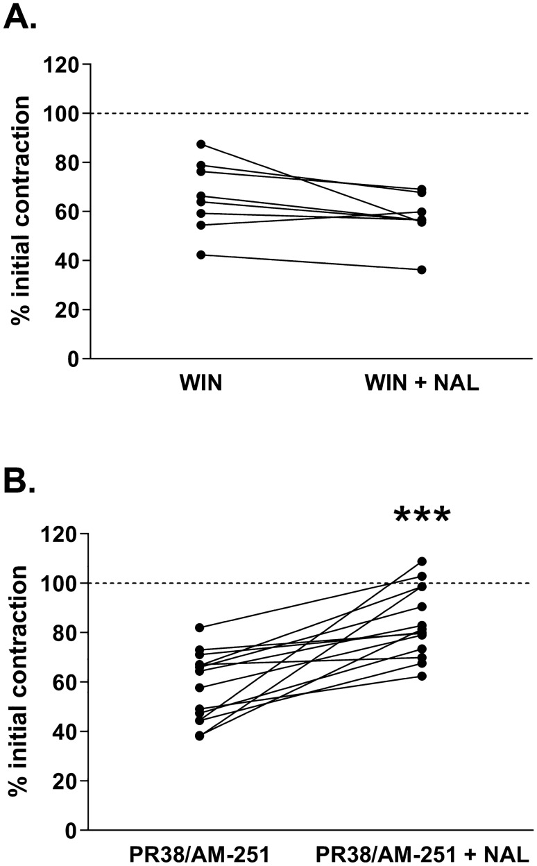 The presence of naloxone-induced withdrawal response (expressed as an increase in the amplitude of smooth muscles contractility) in the ileum incubated for 10 min with PR-38 (A). Panel B shows the presence of WR in tissue pretreated with AM-251 prior the addition of PR-38 (B). The graphs show the amplitude contractions referred as a percentage of bethanechol induced contractions (internal control—dashed line). The amplitude of contractions in morphine-dependent tissue was measured right before the addition of naloxone and then immediately after naloxone administration into the organ bath. Data presented as ladder plots. Significance estimated with the use of Wilcoxon’s signed rank test. In experiments with PR-38 alone the results were not statistically significant with p = 0.5186 (z = 0.7060, N1 = 12, N2 = 12) as compared to PR-38 prior the addition of naloxone. In experiment with PR-38 + AM-251, p = 0.0001 (z = 3.2958, N1 = 14, N2 = 14) as compared to PR-38 + AM-251 prior the addition of naloxone