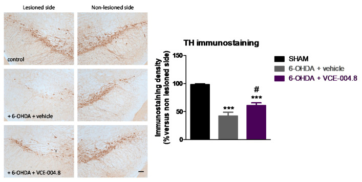 Intensity of the immunostaining for TH measured in a selected area of the substantia nigra pars compacta of control (sham) mice and unilaterally 6-OHDA-lesioned animals treated with VCE-004.8 (20 mg/kg) or vehicle (Maisine CC/corn oil) given orally. Treatments were daily and prolonged for 2 weeks. Data corresponded to percentage of the ipsilateral lesioned side versus contralateral non-lesioned side at 24 h after the last dose and were expressed as means ± SEM of more than 5 animals per group. They were analyzed by one-way ANOVA followed by the Bonferroni test (*** p < 0.005 versus sham; # p < 0.05 versus 6-OHDA + vehicle). Representative immunostaining images for each experimental group are shown in the left panels (scale bar = 100 µm).