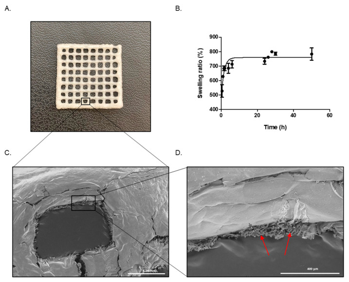 (A) Lyophilized GEL–ALG scaffold photograph. (B) GEL–ALG scaffold swelling determination. Values represent mean ± SD. (C) Scanning Electron Microscopy (SEM) of GEL–ALG scaffold. (D) Close-up of the porous area observed in image (C).