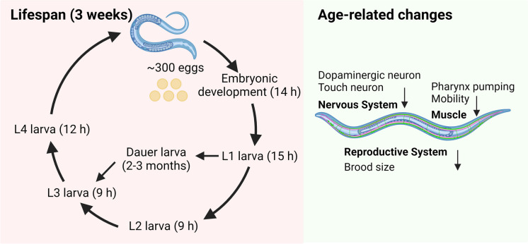 The life cycle of C. elegans at 20 °C and age-related changes that are measured in geroscience research. Under normal laboratory conditions, an adult hermaphrodite produces roughly 300 eggs that hatch after 14 h. In favourable conditions, C. elegans goes through four larval stages (L1 to L4) to the adult in 3–5 days. In unfavourable conditions (overcrowding/low food/high temperature), the L1 larva may choose the dauer larva, which can live for several months. The overall lifespan of C. elegans is 2–3 weeks. Age-related changes in the nervous system, muscle and reproductive system