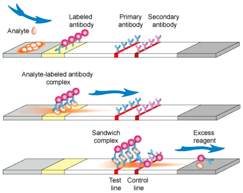 Sandwich immunochromatographic test [84].