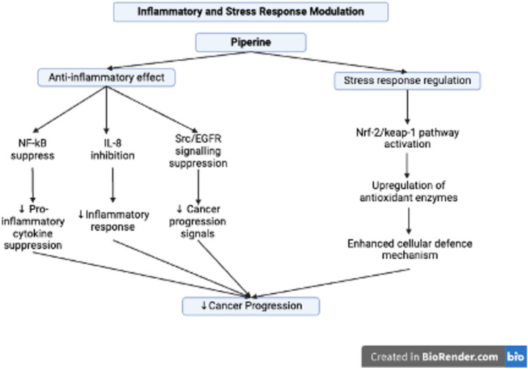 Inflammatory and stress response modulation by piperine in CRC cells. Piperine modulates inflammatory and stress responses to inhibit colorectal cancer (CRC) progression. It exerts anti-inflammatory effects by suppressing nuclear factor kappa B (NF-κB), inhibiting interleukin-8 (IL-8), and downregulating Src/epidermal growth factor receptor (EGFR) signaling, resulting in reduced cytokine production, inflammatory response, and cancer progression signals. Furthermore, it regulates stress response by activating the nuclear factor erythroid 2-related factor 2/Kelch-like ECH-associated protein 1 (Nrf-2/Keap-1) pathway, upregulating antioxidant enzymes and enhancing cellular defense mechanisms, thereby further contributing to CRC inhibition. This image was created under a Creative Commons license using BioRender