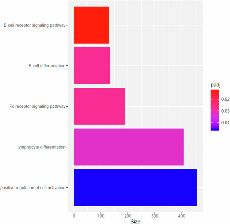 Pathway analyses revealed significant enrichment of biological pathways related to immune processes associated with current cannabis use.Pathway analyses were performed on DMPs from the meta-analysis using the methylGSA package (see Methods). A significant enrichment of biological pathways involved in immune processes such as lymphocyte differentiation (padj=0.032) and B cell receptor signalling (padj=0.012) was observed.