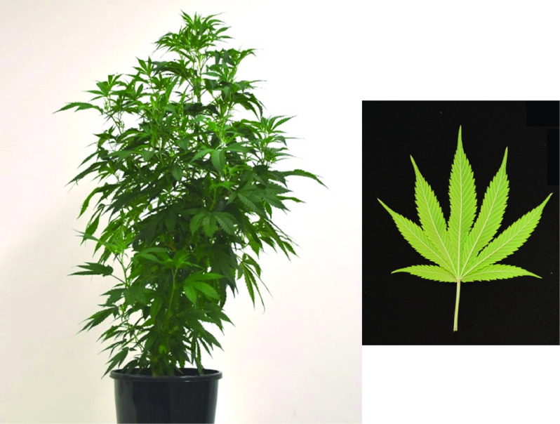 Example of Cannbio-2 plant with its leaf characteristics.