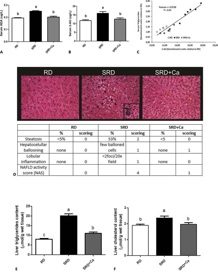 Endocannabinoids serum levels, histological analysis, NAS score, and triglycerides and cholesterol content in liver tissue in rats fed a reference diet (RD), sucrose-rich diet (SRD), or SRD with cannabis oil (SRD + Ca). A Serum AEA levels. B Serum 2-AG levels. C Correlation between serum triglycerides and 2-AG levels. D Representative photomicrograph of histological abnormalities observed in liver sections. The accumulation of lipid droplets (black arrow), ballooning cells (black arrowhead), and inflammatory foci (inset, red arrow) are observed in the liver section H&E-stained. ×400 magnification. Table insert: histologic scoring system for activity grade of nonalcoholic fatty liver disease (NAS) in liver sections. E Liver triglycerides content. F Liver cholesterol content. Values are expressed as mean ± SEM, n = 6. Bars that do not share the same letter are significantly different (p < 0.05) when one variable at a time was compared by one-way ANOVA followed by Newman-Keuls test. H&E, hematoxylin-eosin.