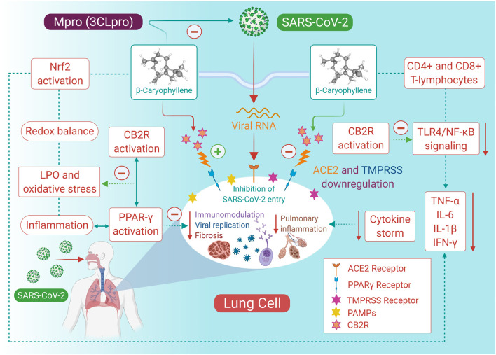 The proposed possible mechanisms and potential of BCP in COVID-19.