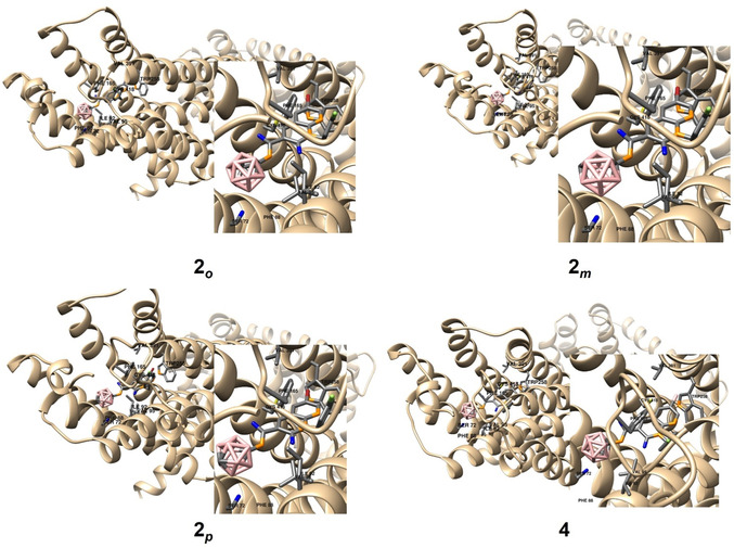 In silico investigation of the binding modes of compounds 2 o , 2 m , 2 p , and 4 based on docking studies. The highest‐ranked docked positions are shown together with amino acid residues. Hydrogen atoms have been removed for clarity.