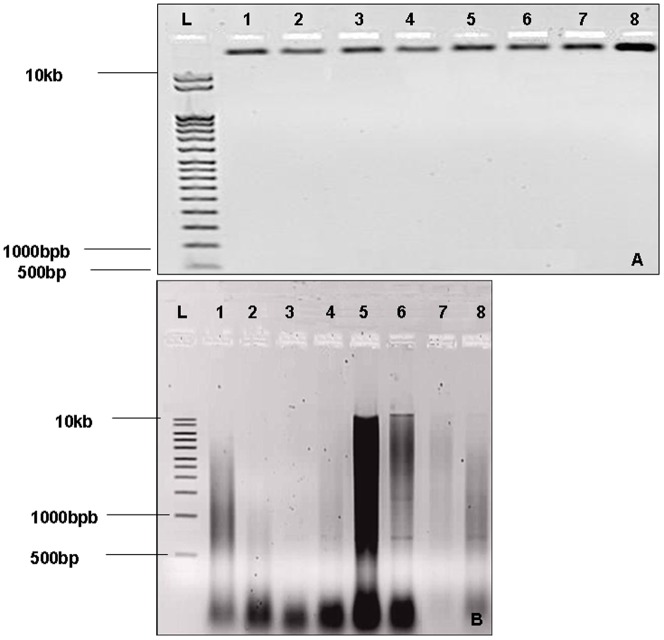 (A): Agarose gel analysis (0.8%) of extracted gDNA by the adapted protocol. (B) : Agarose gel analysis (0.8%) of extracted gDNA by the Wagner protocol. (1–8): Indicated number of samples; (L): 10 kb molecular size ladder with the position of 500 bp, 1000 bp and 10 kb fragments indicated.