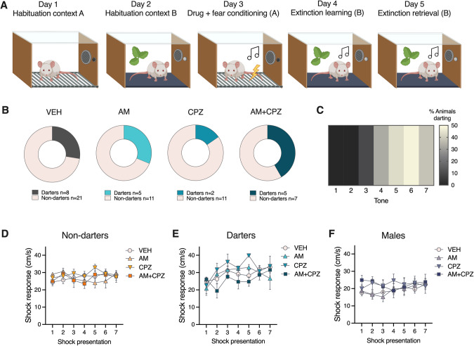 Experimental design, Darter proportions, and shock responsivity.A Experimental design for behavior experiments consisted of 2 days of 10 min context habituation, drug administration before a 7 CS-US fear conditioning session, 20 CS extinction, and 5 CS extinction retrieval session. B Proportion of animals that reached “Darter” criterion was not affected by drug administration. C Heatmap showing conditioned darting prevalence by fear conditioning tone. D–F Influence of drug treatment on shock responsivity (velocity at time of shock presentation) was observed only in Darters.