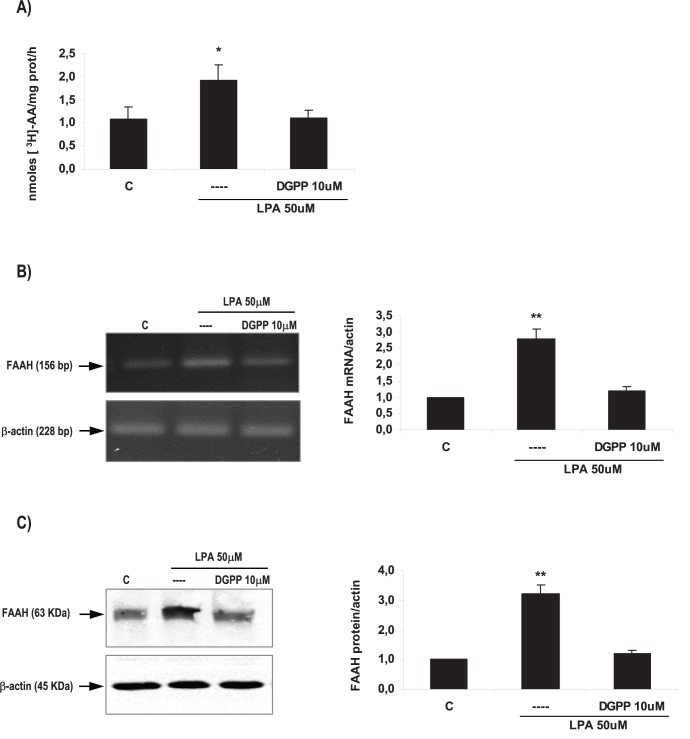 LPA3 mediated LPA effect on FAAH activity and expression in the rat uterus during the window of implantation.Uterine strips from rats pregnant on day 5 of gestation (implantation window) were incubated with LPA 50 µM for 6 h in the presence of DGPP 10 µM (a selective LPA3 antagonist) and the activity (A) and the expression of FAAH mRNA (B) and protein (C) were determined. In A: * p<0,05 vs the rest; In B and C: ** p<0,01 vs the rest. Results are shown as means ± sem. N = 4–6 for each point. C: control.