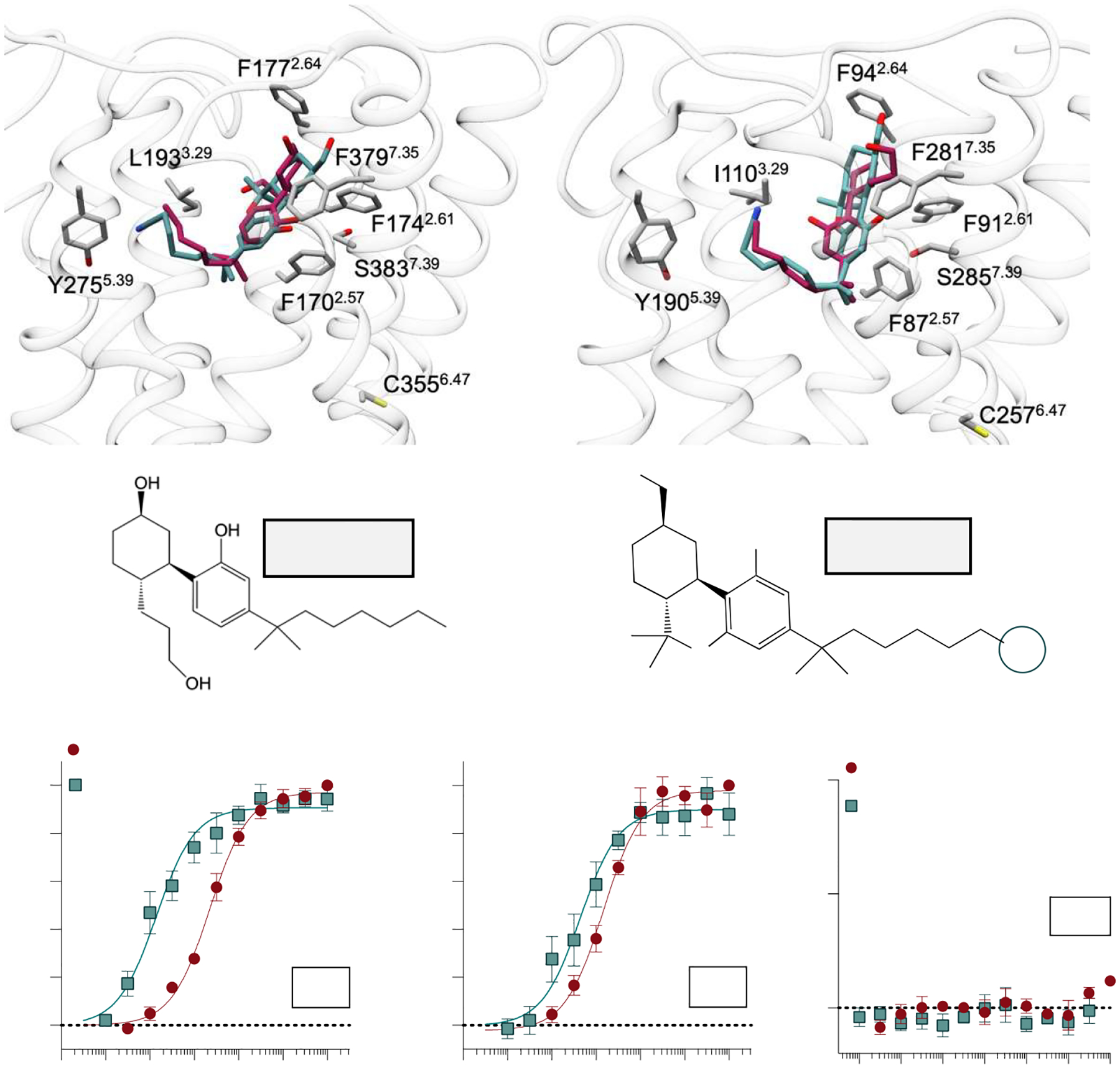 Characterization of nonselective agonists for functional studies in stably transfected CHO-K1 cell lines. (A) The CB1 orthosteric binding site (PDB: 6KPG) docked with CP55,940 (magenta) and AM12033 (teal). (B) The CB2 receptor (PDB: 6KPF) in complex with CP55,940 (docked; magenta) and AM12033 (teal) (PDB: 6KPF). Corresponding residues selected for site-directed mutagenesis are highlighted at each receptor. Chemical structures of (C) CP55,940 and (D) AM12033. Agonist-induced inhibition of forskolin-stimulated cAMP accumulation in cells expressing the (E) CB1 or (F) CB2 receptor with CP55,940 and AM12033. (G) CP55,940, and AM12033 in non-transfected CHO-K1 cells. Data are presented as the mean ± SEM of 3 or more experiments. Potencies can be found in Table 1.