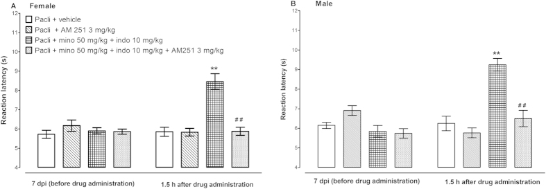 Effects of a CB1 receptor antagonist AM 251 on the antihyperalgesic effects of the combination of minocycline (mino, 50 mg/kg), indomethacin (indo, 10 mg/kg) in female and male BALB/c mice with paclitaxel (pacli)-induced thermal hyperalgesia (n = 13–17 for female mice and n = 10–11 for male mice). **p < 0.01 compared to mice with paclitaxel-induced hyperalgesia treated with vehicle at the same time point after treatment and ##p < 0.01 between mice with paclitaxel-induced hyperalgesia treated with minocycline + indomethacin and those treated with minocycline + indomethacin + AM 251.