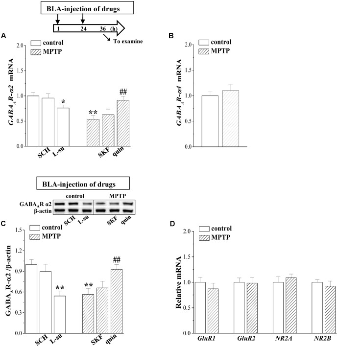 MPTP-induced dopamine depletion suppresses GABAAR expression. (A–C) Bar graphs show levels of GABAAR-α2 and GABAAR-α4 mRNA or GABAAR-α2 protein in BLA of control mice treated with BLA-injection of SCH23390 (SCH) or L-sulpiride (L-su); in MPTP-mice treated with BLA-injection of SKF38393 (SKF) or quinpirole (quin). Densitometric values of proteins normalized by the level of β-actin were normalized by control levels. (A) Time chart of the experimental procedure (upper panel). ↓: time of drug administration; ↘: time of RT-PCR and Western blotting. ∗p < 0.05 and ∗∗p < 0.01 vs. control mice; ##p < 0.01 vs. MPTP-mice (two-way ANOVA). (D) The levels of GluR1, GluR2, NR2A, NR2B mRNA in BLA of control mice and MPTP-mice.